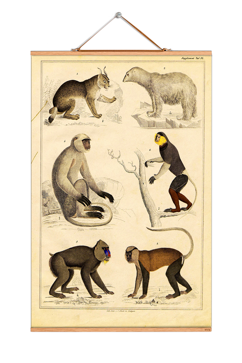 Animals affiches No04 eicie OFFRE SPECIALE