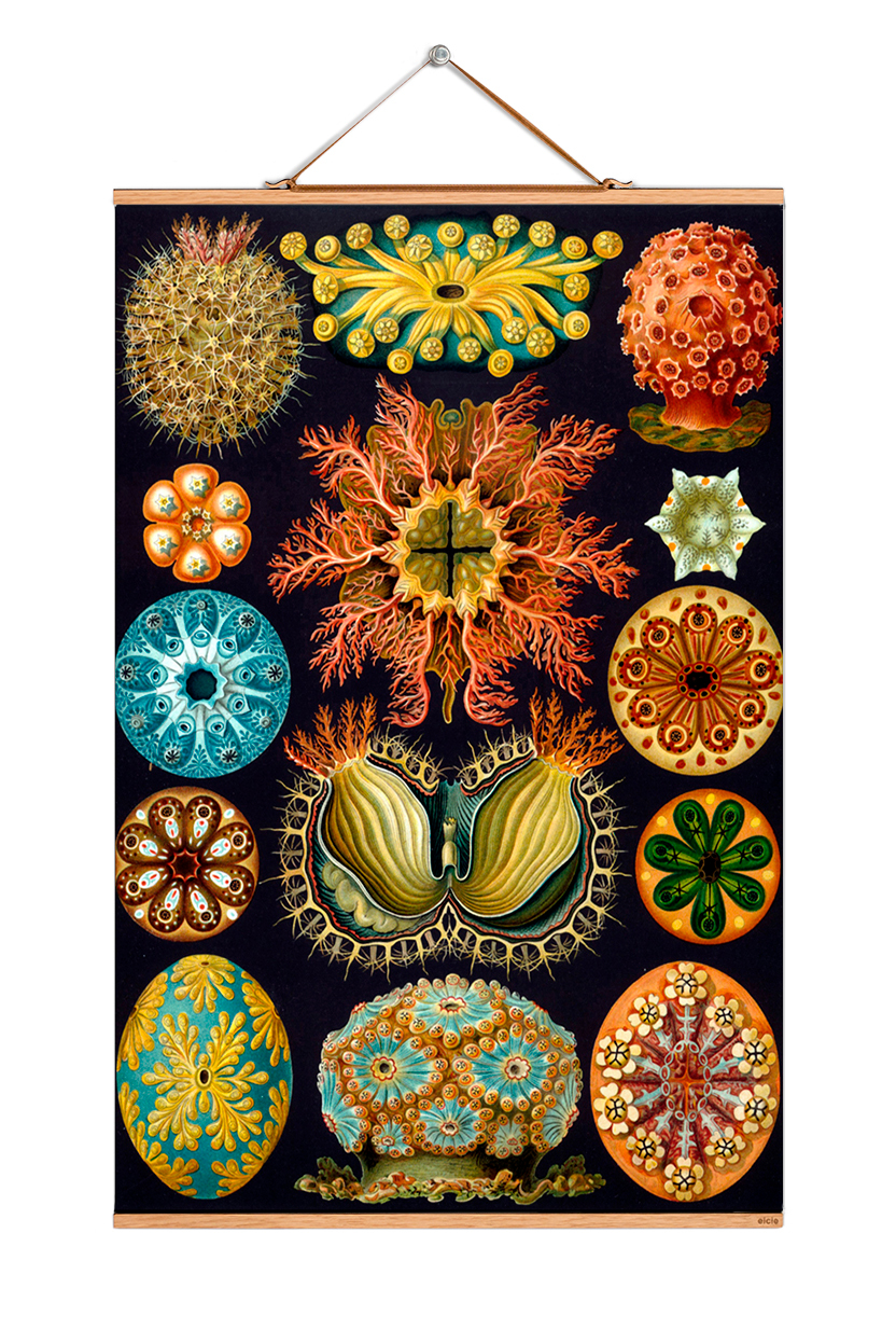 Ernst Heinrich Philipp August Haeckel affiche No 07 eicie OFFRE SPECIALE