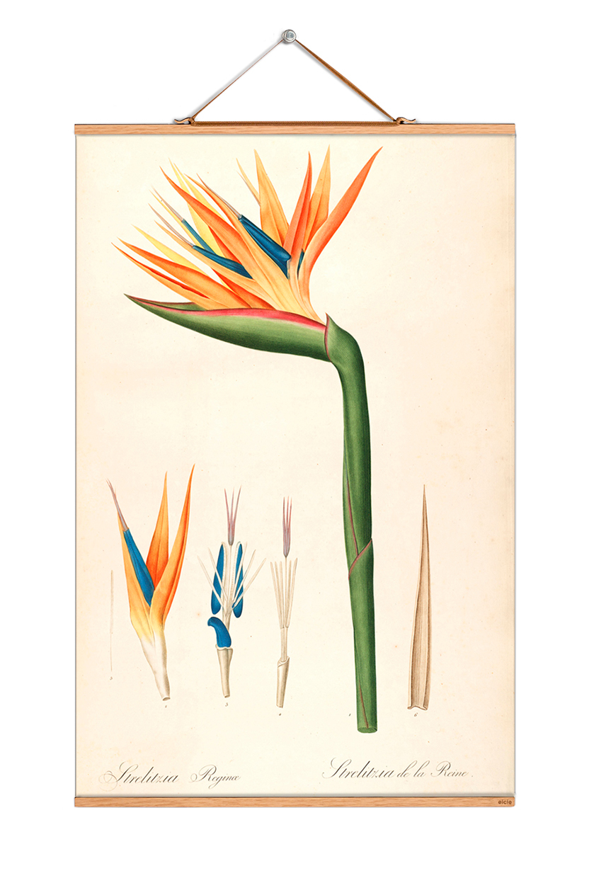 Flowers affiche No 41 eicie OFFRE SPECIALE