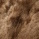 Shorn marron