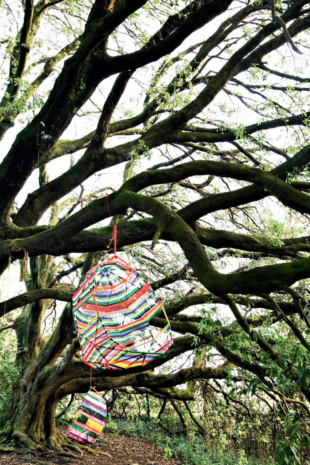 Tropicalia Cocoon Chaise vibrante Moroso