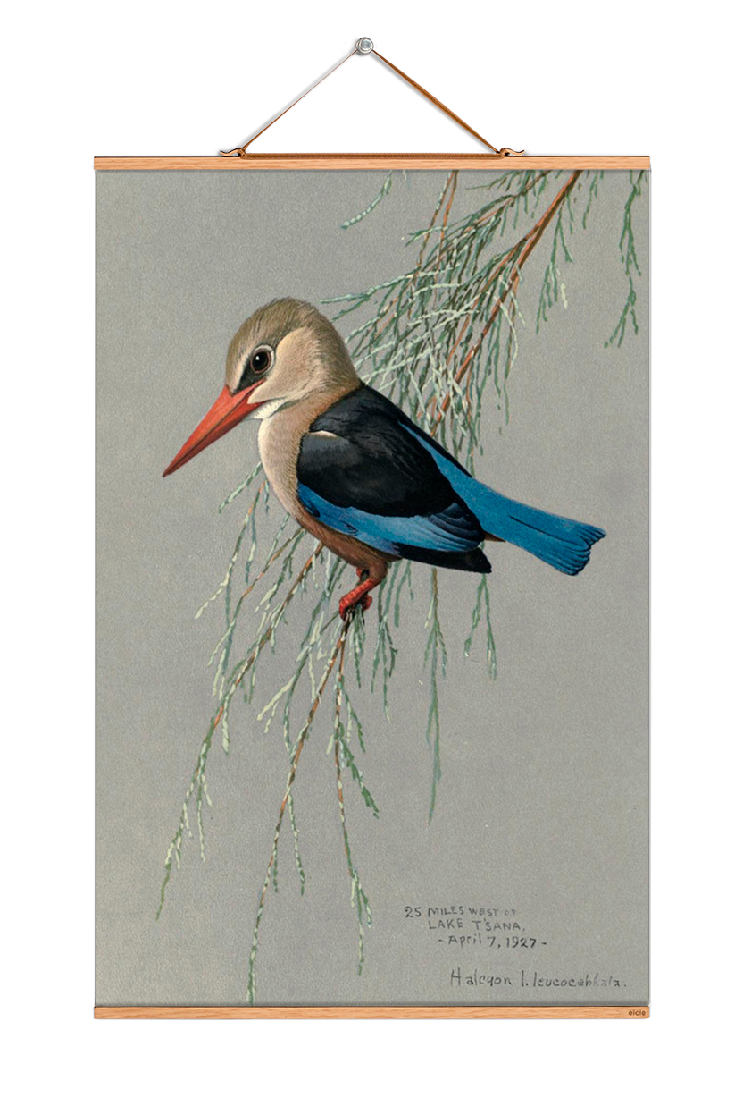 Louis Agassiz Fuertes affiches No 225 eicie OFFRE SPECIALE