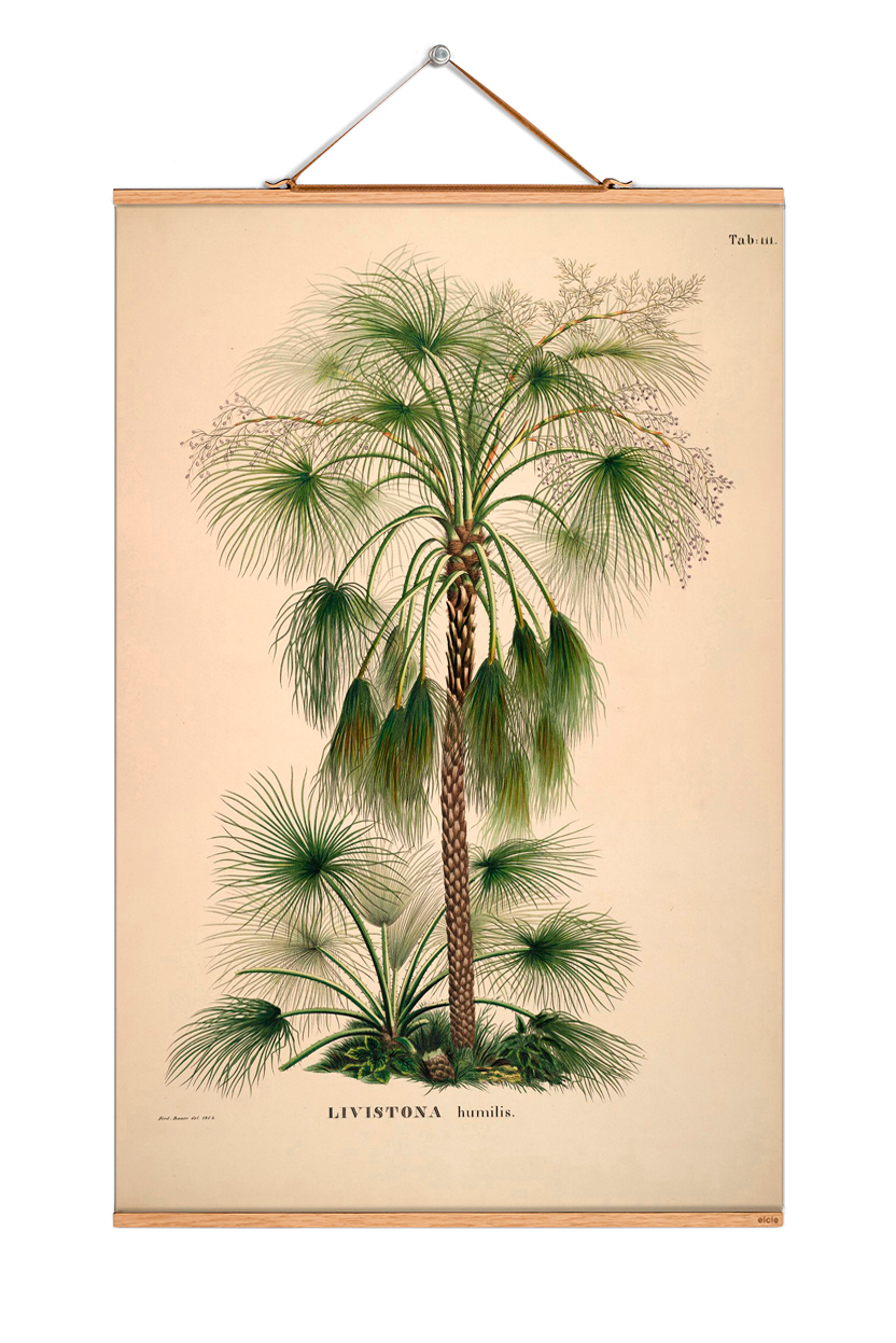Palm Trees South America affiche No 89 eicie OFFRE SPECIALE