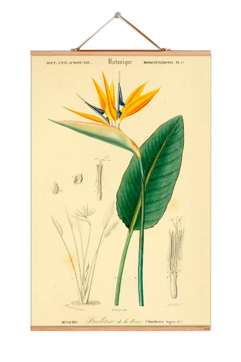 Flowers affiche No 191 eicie OFFRE SPECIALE