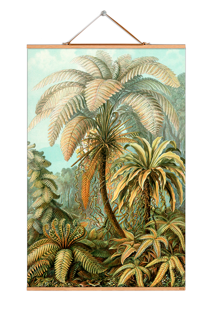 Ernst Heinrich Philipp August Haeckel affiche No 08 eicie OFFRE SPECIALE