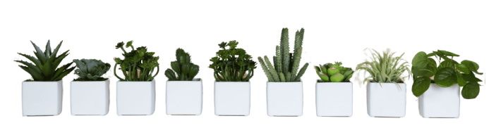 Phoenix Mini Succulente Cube Pots Set de 9 plantes artificielles blanches Tanaman  