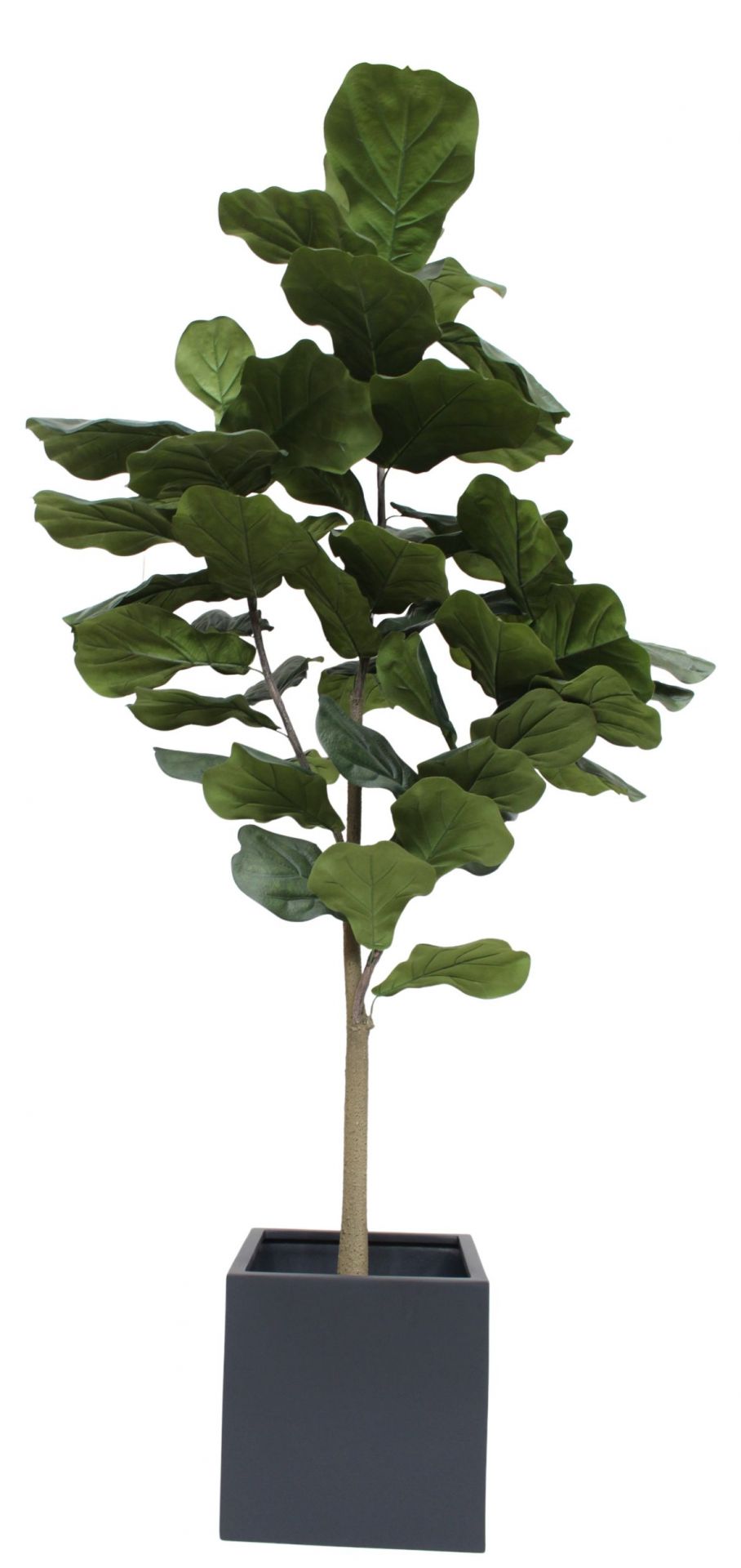 Taiga Lyrata Tree (Arbre Lyrata) Plante artificielle Tanaman   