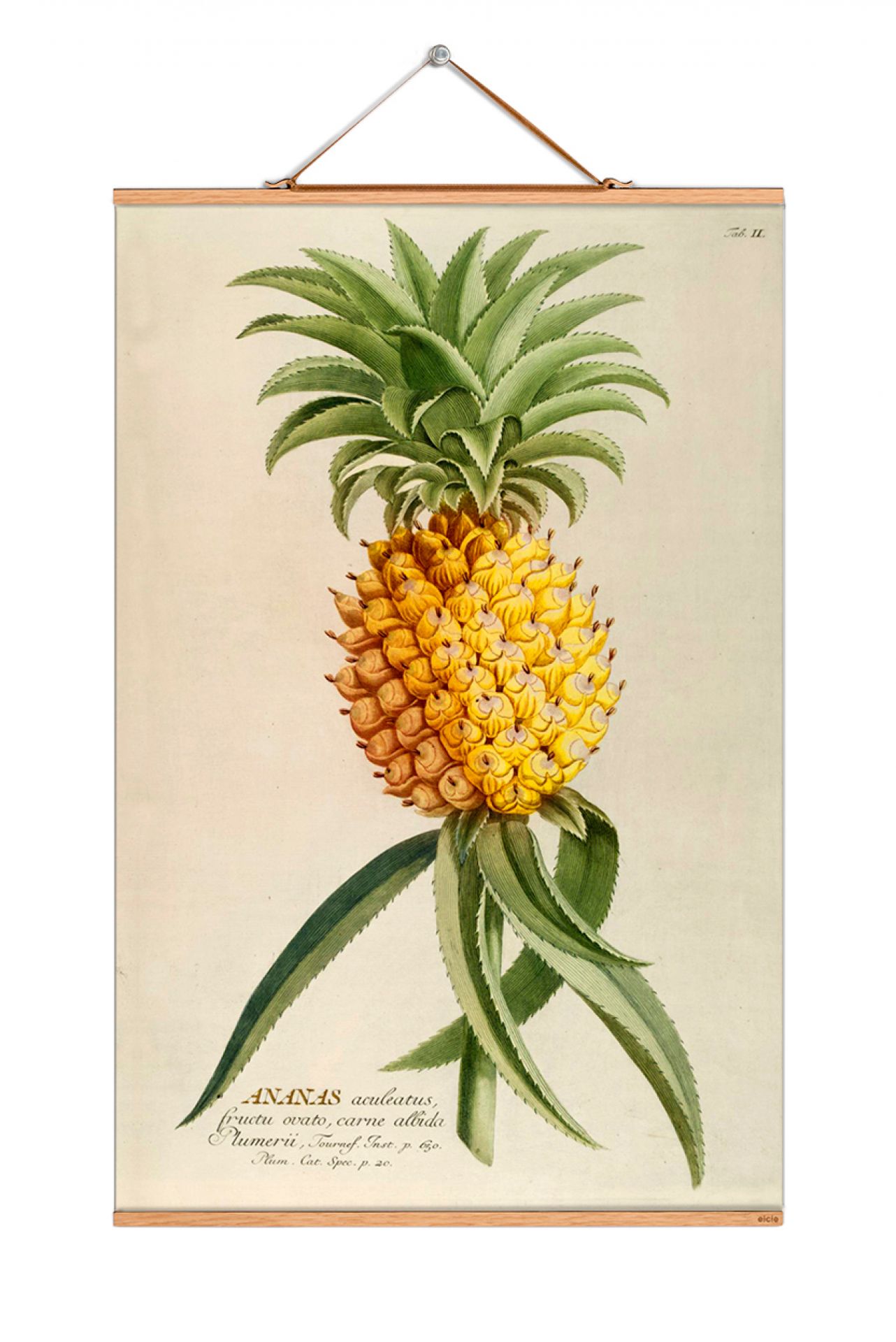 Fruits affiche No 100 eicie OFFRE SPECIALE