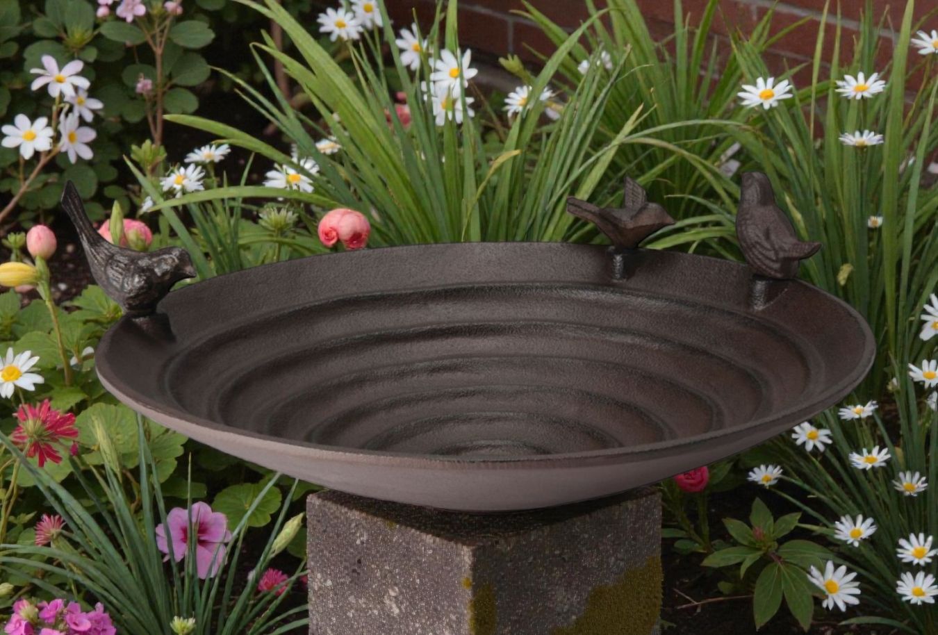 Pool mangeoire à oiseaux Philippi