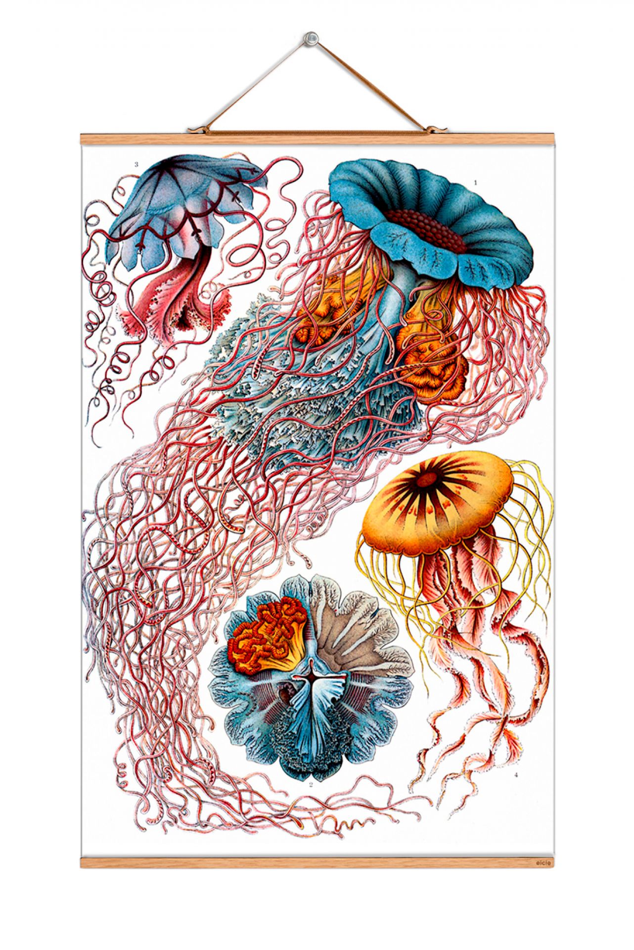 Ernst Heinrich Philipp August Haeckel affiche No 14 eicie OFFRE SPECIALE