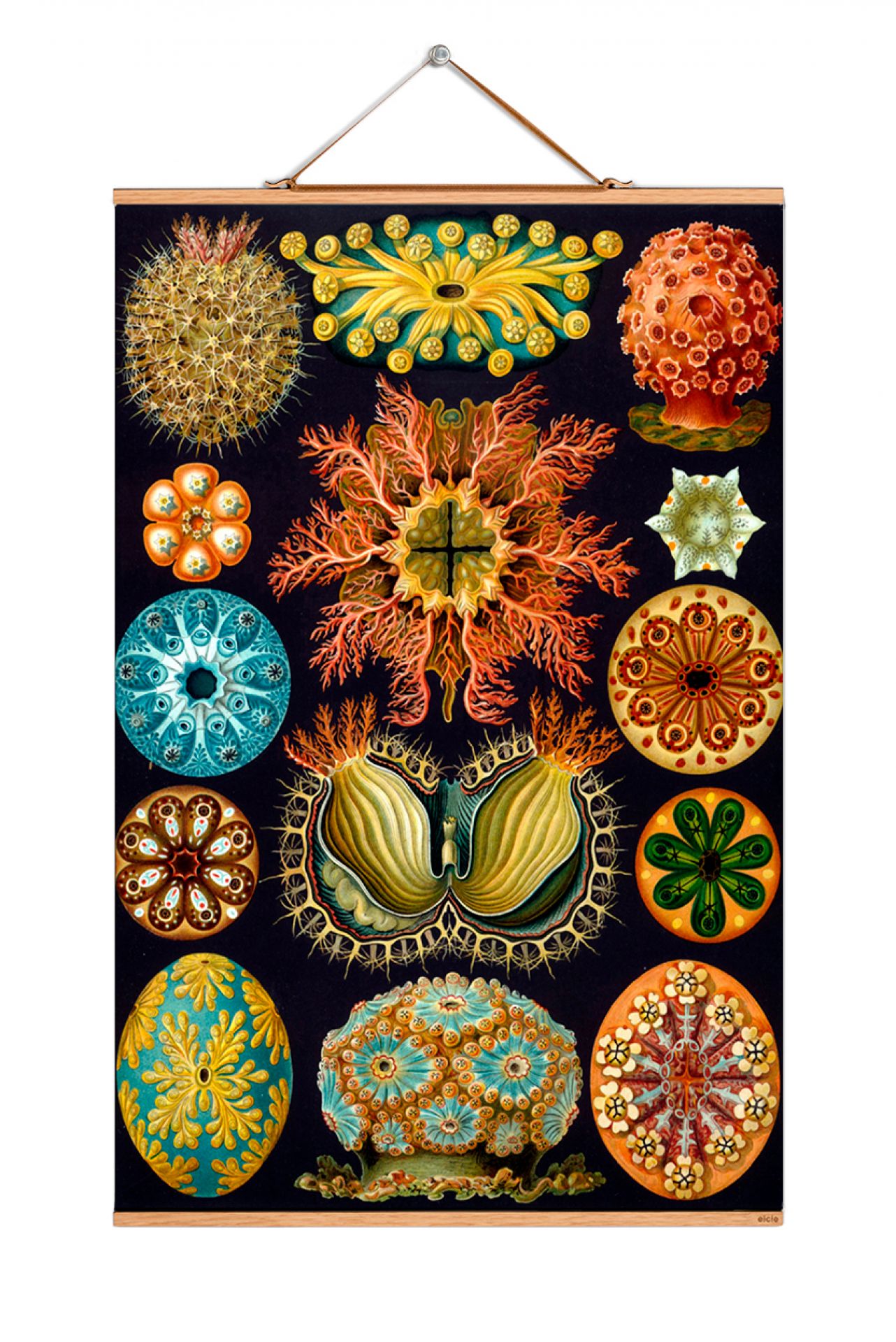 Ernst Heinrich Philipp August Haeckel affiche No 07 eicie OFFRE SPECIALE