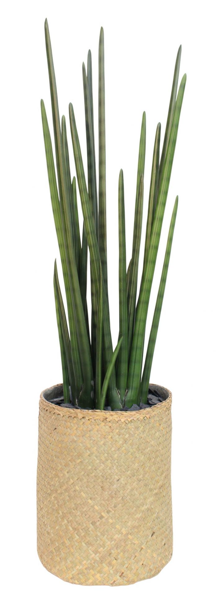 Nairobie Sansevieria plante artificielle Tanaman   