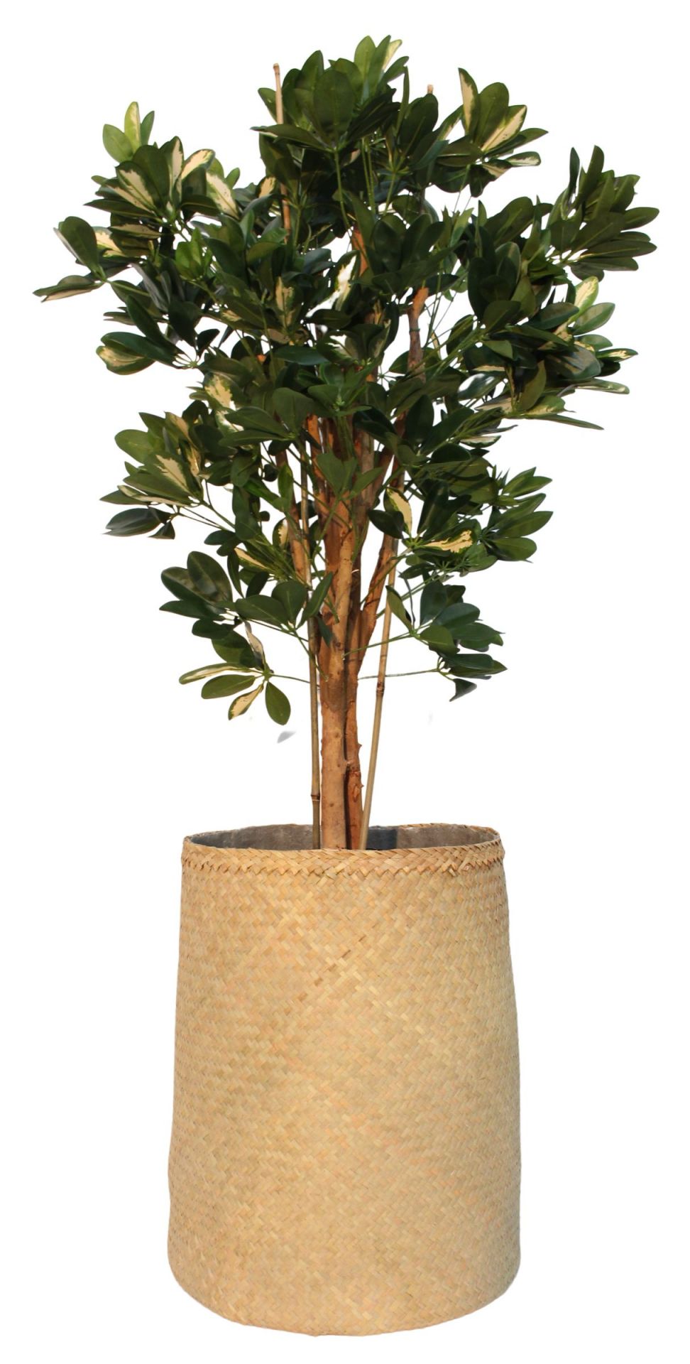 Nairobie Schefflera plante artificielle Tanaman     