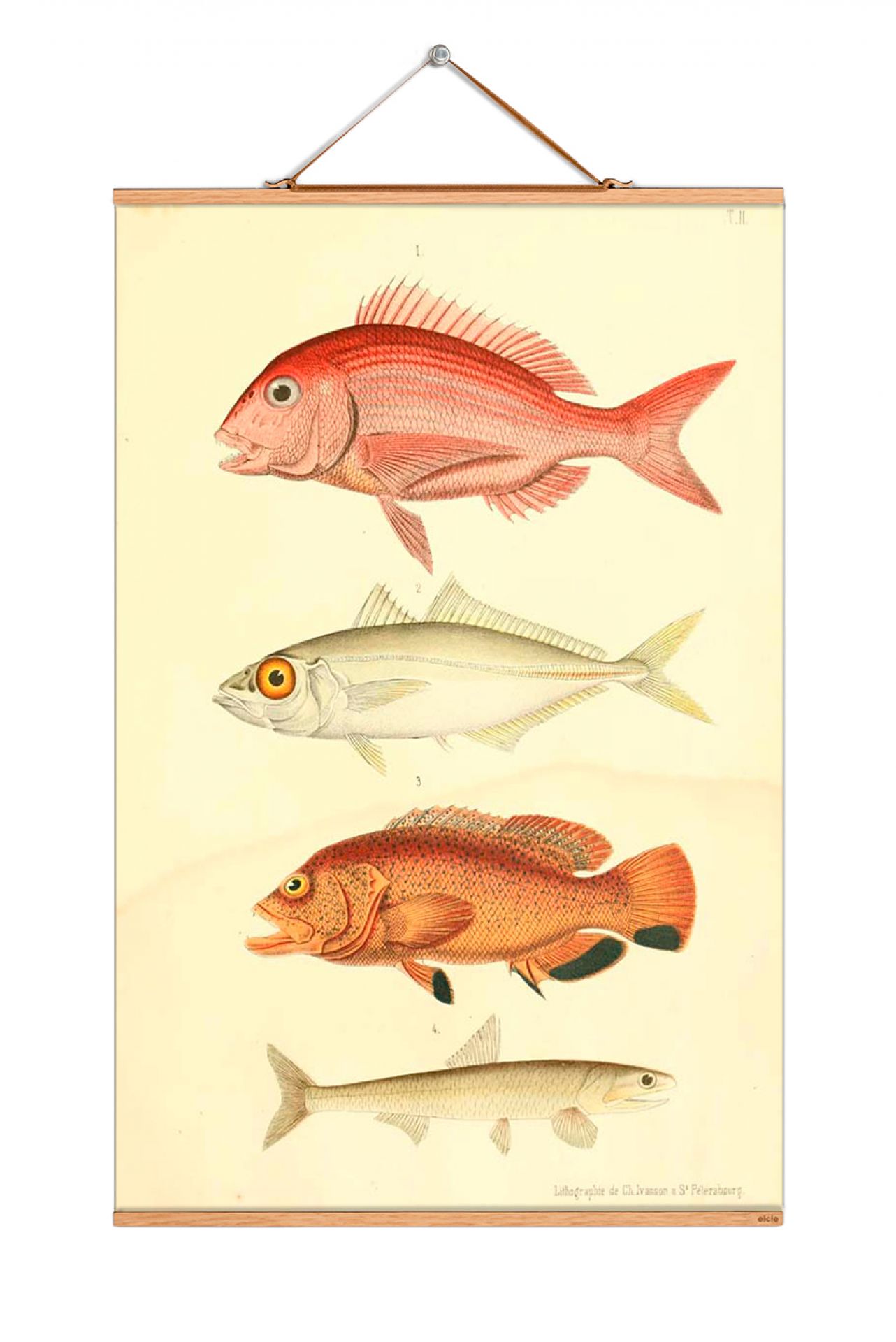 Fish affiches NO 66 eicie OFFRE SPECIALE