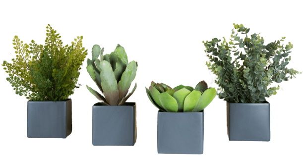 Phoenix Succulentes Square Pots 4-er set Gris (pots carrés) Plante artificielle Tanaman     