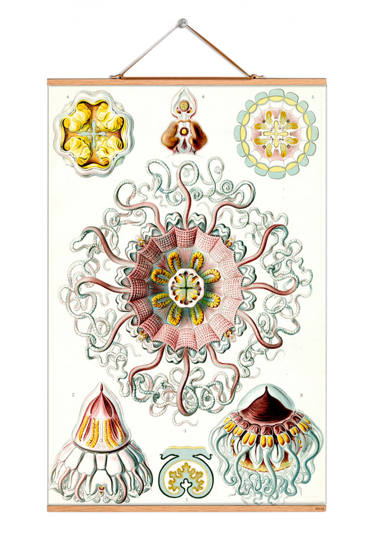 Ernst Heinrich Philipp August Haeckel affiche No 19 eicie OFFRE SPECIALE