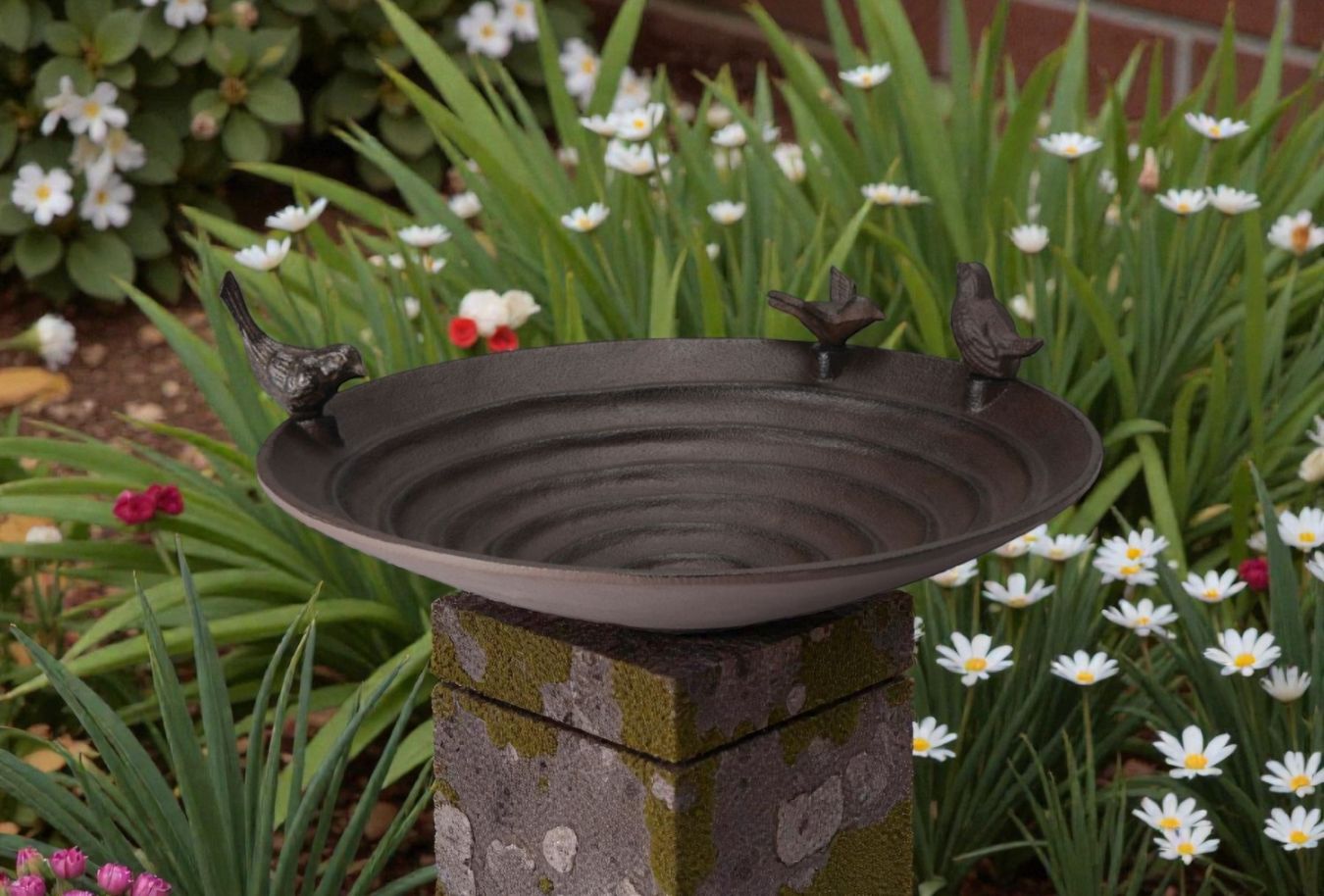 Pool mangeoire à oiseaux Philippi