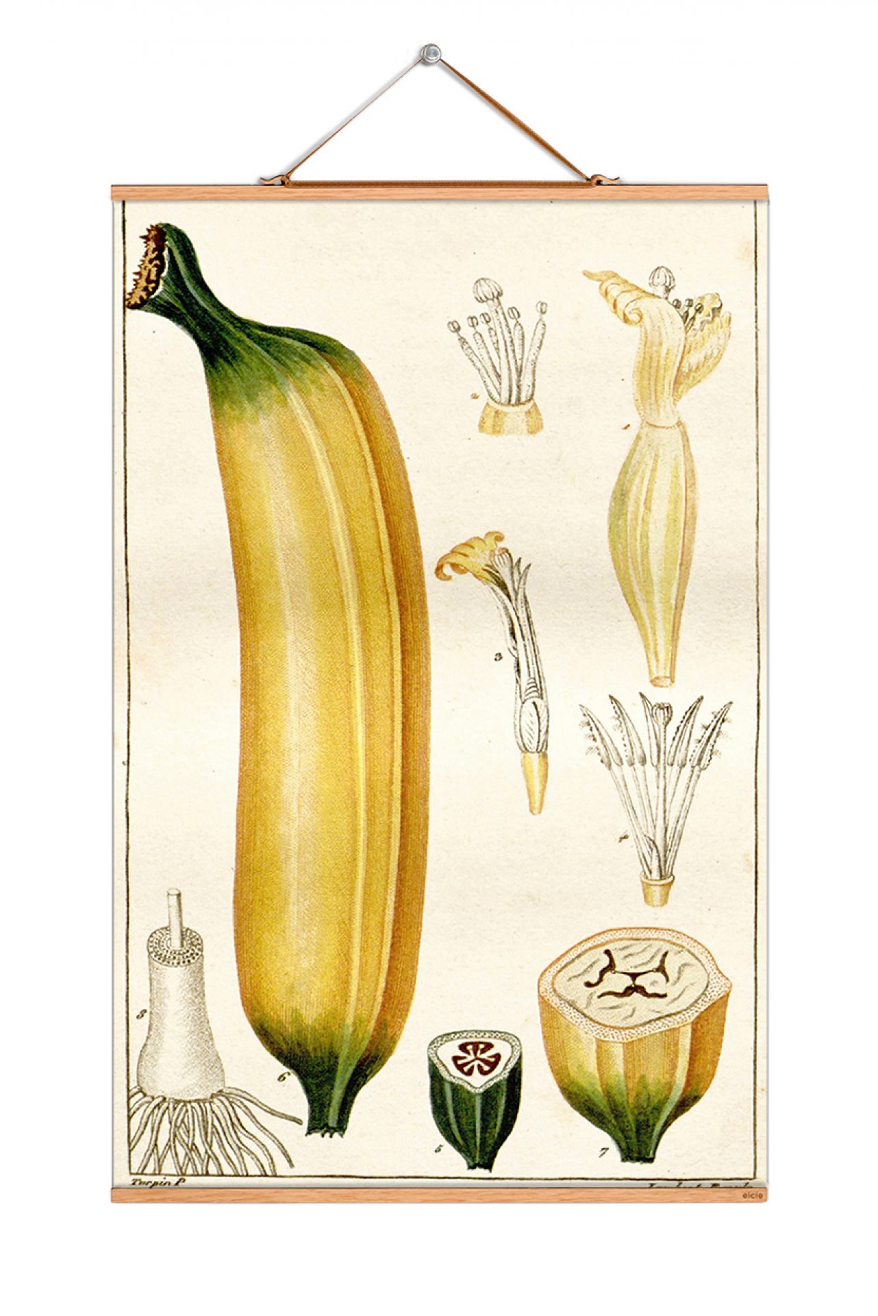 Fruits affiche No 100 eicie OFFRE SPECIALE