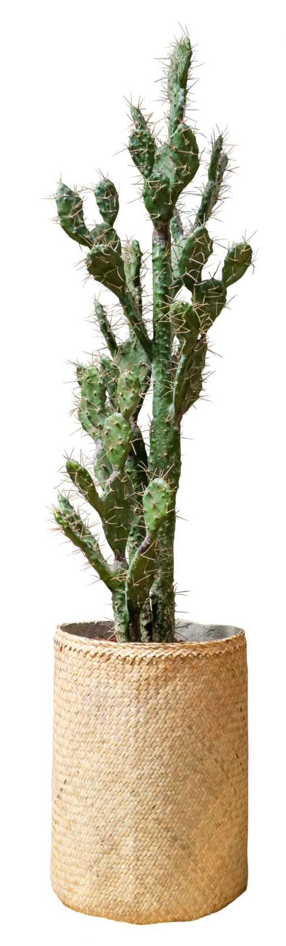 Nairobie Cactus plante artificielle Tanaman    