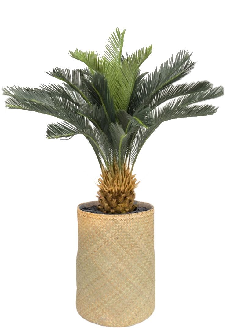 Nairobie Cyscas (Cycas) Plante artificielle Tanaman    