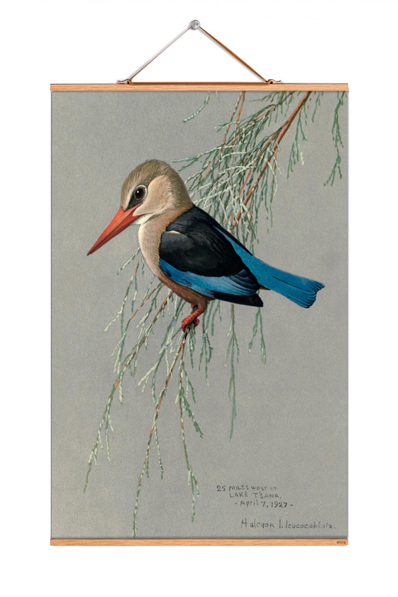 Louis Agassiz Fuertes affiches No 225 eicie OFFRE SPECIALE
