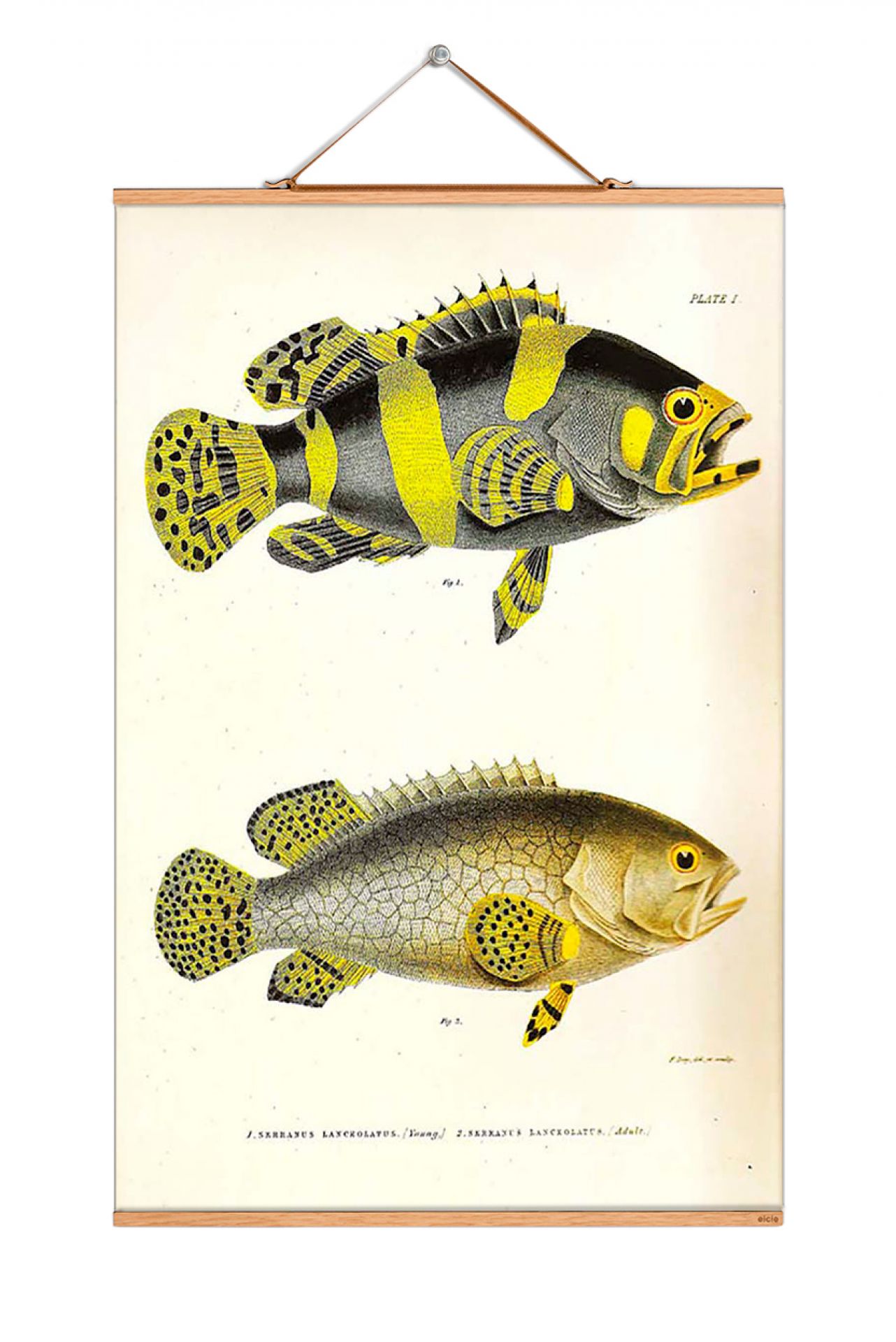Fish affiches NO 66 eicie OFFRE SPECIALE