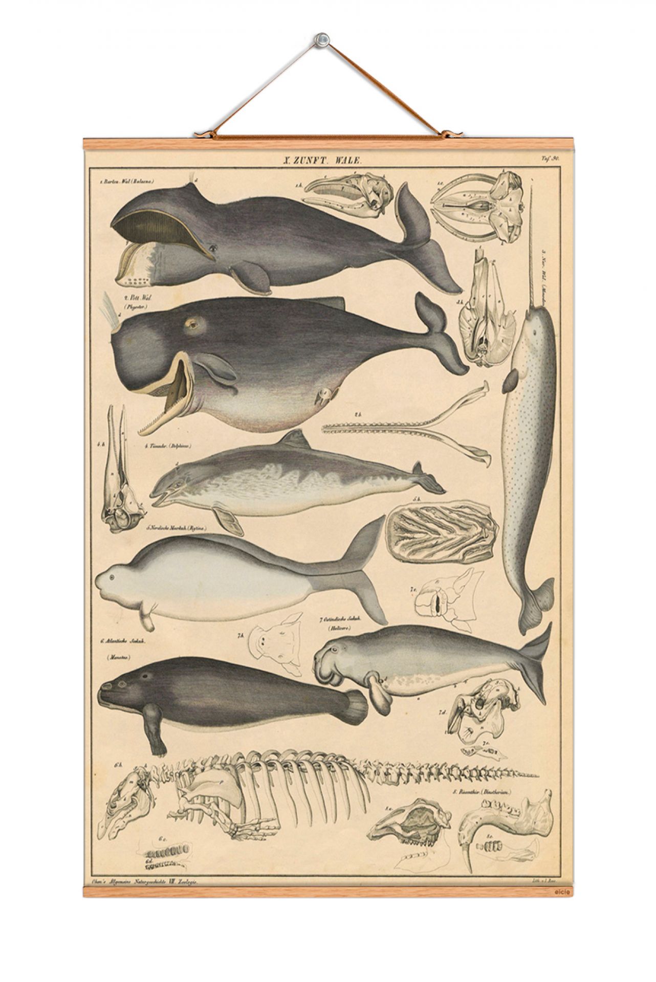 Animals affiches No16 eicie OFFRE SPECIALE
