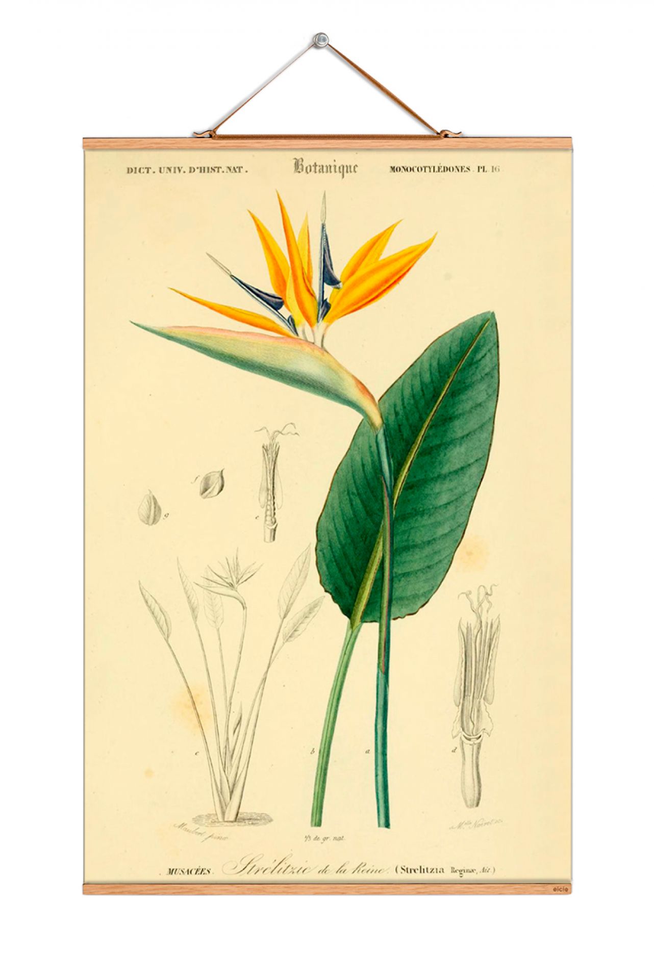 Flowers affiche No 191 eicie OFFRE SPECIALE